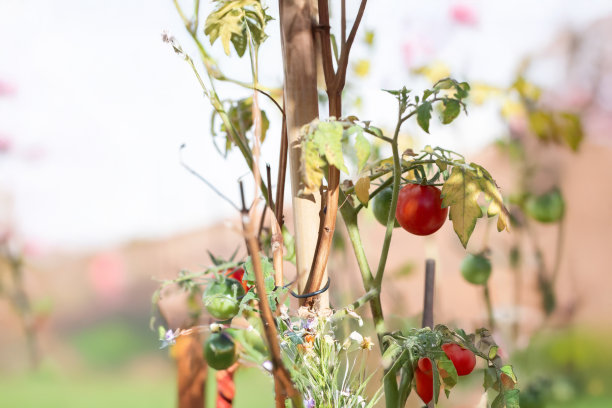 阳光照耀下的成熟番茄特写，真实的花园图片图片下载