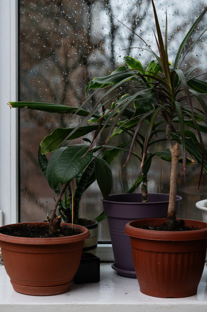 垂直照片 - 家中摆满盆栽植物，有助于改善空气质量和放松心情。棕榈树、龙血树和榕树。图片下载