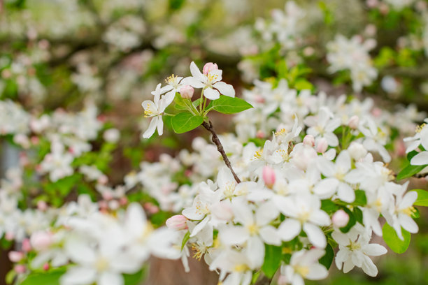 盛开的花朵树木，复制空间背景图片图片下载