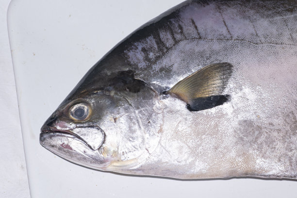 银鳕鱼在托盘上，准备好食用图片下载