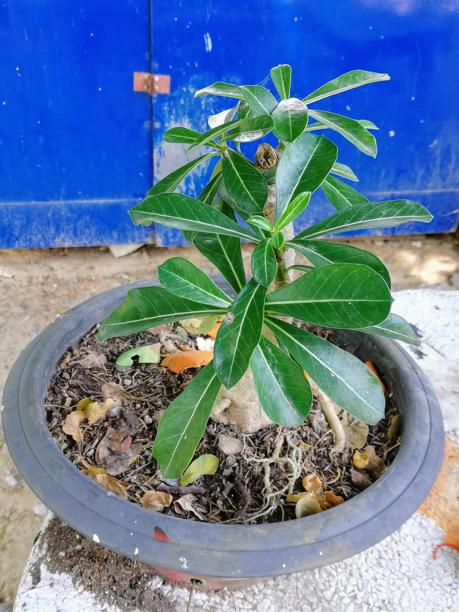 水泥板上花盆里的植物的照片。图片下载