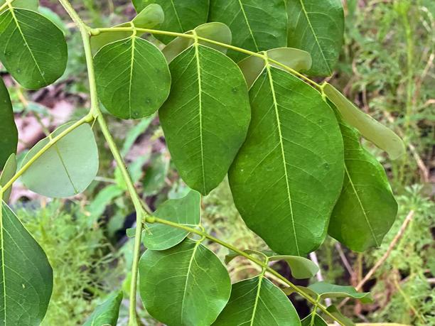 一张绿叶植物的照片，上面开着黄色的花。图片下载