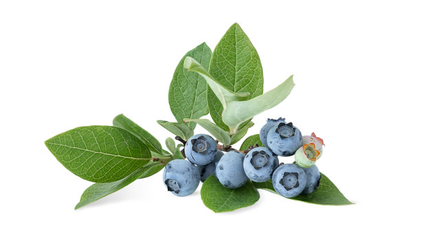 新鲜蓝莓枝与绿叶在白色背景上隔离的照片图片下载