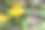 模糊背景中的黄色鸡油菌，带有高光和散景。色彩斑斓的花卉特写照片。留有文字空间。美丽的屏幕保护程序。特写。鸡油菌；金色鸡油菌；吉罗尔。图片下载