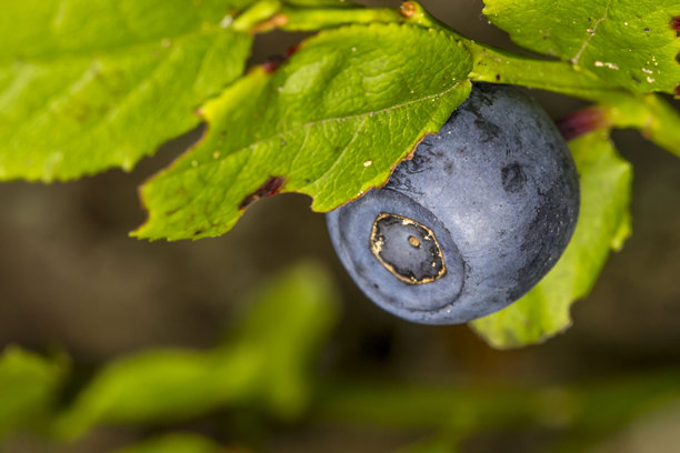 成熟的蓝莓在模糊的森林背景中。色彩丰富的蓝莓特写照片。自然光照。蓝莓。越橘。药用浆果。图片下载