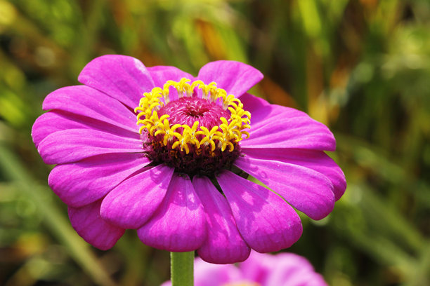 紫色百日草花在模糊的背景中，带有散景效果。色彩斑斓的花卉特写照片。近距离拍摄。百日草。菊科。粉色。美丽的桌面壁纸。图片下载