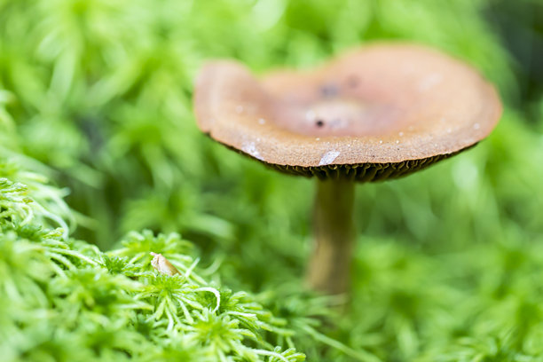 绿色苔藓背景上的牛奶蘑菇。色彩丰富的蘑菇特写照片。自然光。樟脑乳菇。牛奶蘑菇。盘蘑菇。去采蘑菇。图片下载