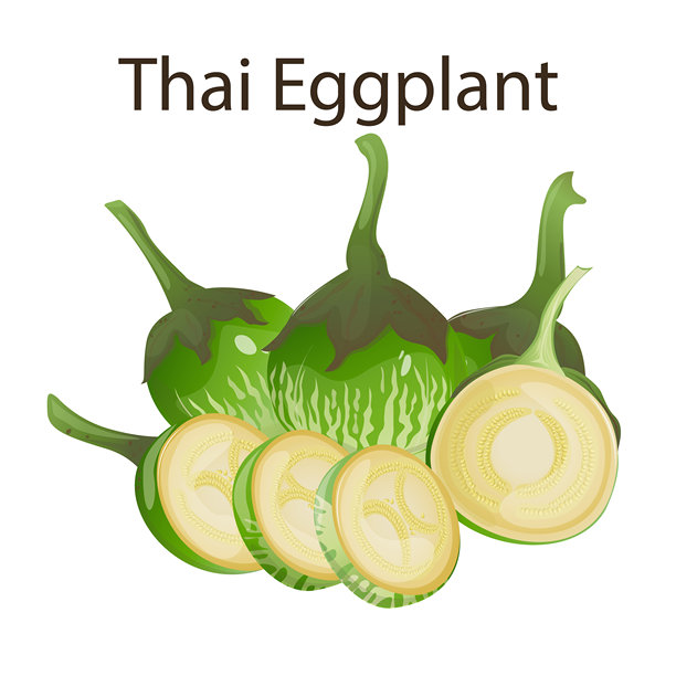 泰国茄子，热带蔬菜，广泛用于东南亚菜肴。适用于食品包装、食谱书籍、餐厅菜单、教育材料、博客和农贸市场推广。图片下载