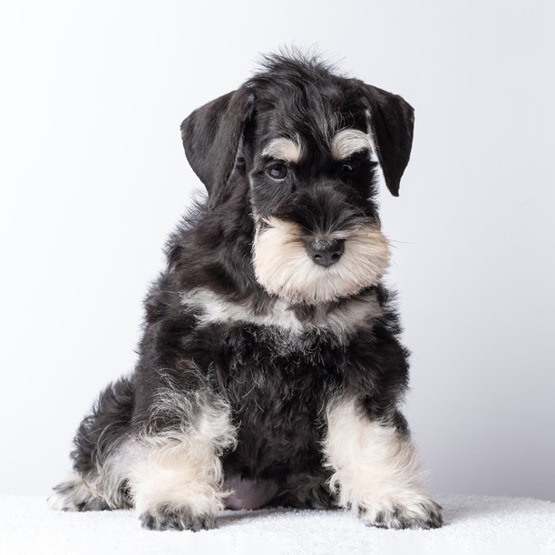 可爱的黑白色雪纳瑞小狗安静地坐着，真实的照片风格，背景为简单的浅色，体现了宠物的爱与陪伴的概念。图片下载