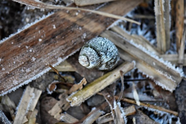 冬天地面上的贝壳，覆盖着霜的特写照片图片下载
