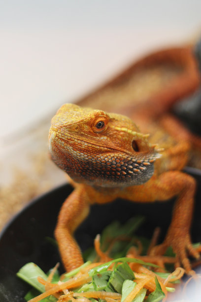 特写照片显示胡须龙正在吃蔬菜和虫子，胡须龙仔细观察着一只昆虫和虫子的详细特写。图片下载