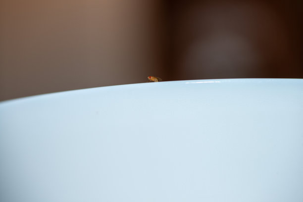 白色陶瓷边缘上的果蝇特写照片图片下载