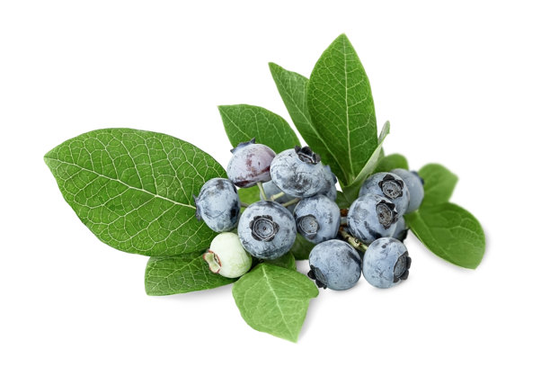新鲜蓝莓与叶子在白色背景上隔离的库存照片图片下载