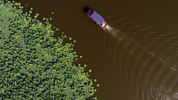 航拍照片，盛开的荷花池塘图片下载