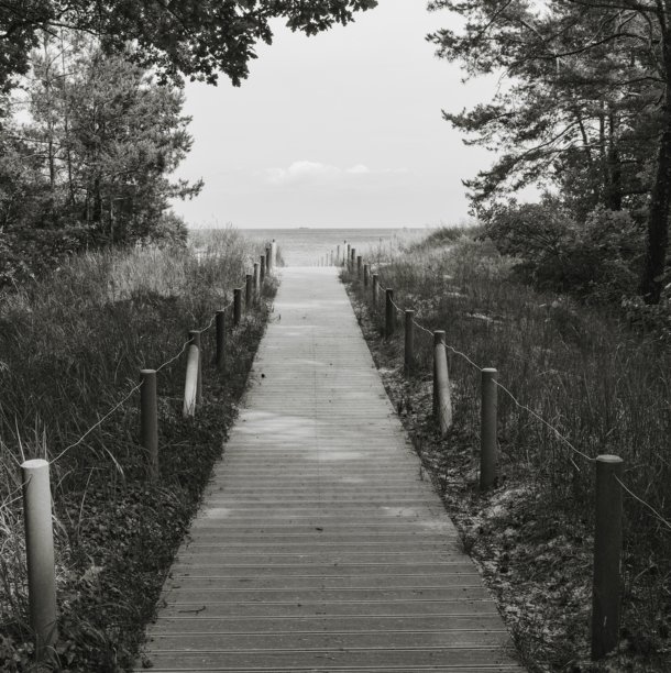 黑白照片显示了一条木栈道，穿过沙丘和森林，通往波罗的海的海滩。图片下载