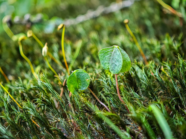 在森林地面浓密的绿色苔藓中生长的一片三叶草的特写照片图片下载