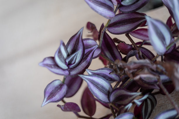 特写照片展示了一株生机勃勃的紫露草（也称为流浪者之 Jew），其紫色和洋红色条纹的叶子垂挂在一面有质感的淡黄色墙壁上。图片下载