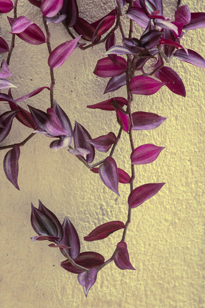 特写照片展示了一株生机勃勃的紫叶草（也称为流浪者之 Jew），其紫色和洋红色条纹的叶子垂挂在一面有质感的淡黄色墙壁上。图片下载