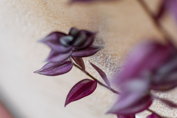 特写照片展示了一株生机勃勃的紫叶草（也称为流浪者之 Jew），其紫色和洋红色条纹的叶子垂挂在一面有质感的淡黄色墙壁上。图片下载