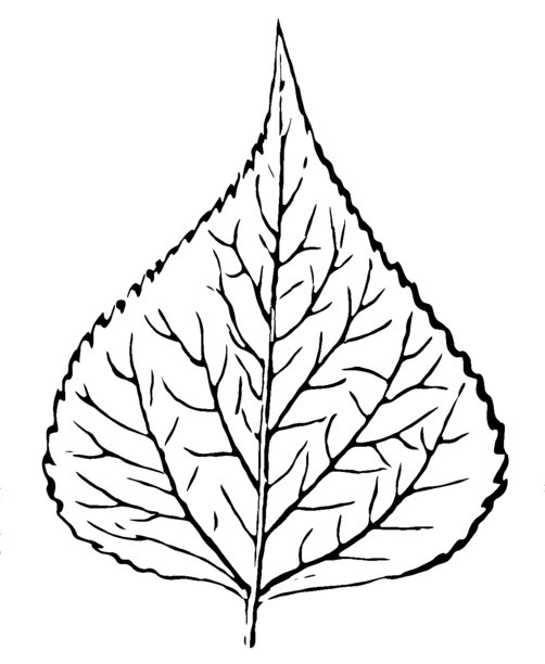 黑杨树，黑杨树叶图片下载