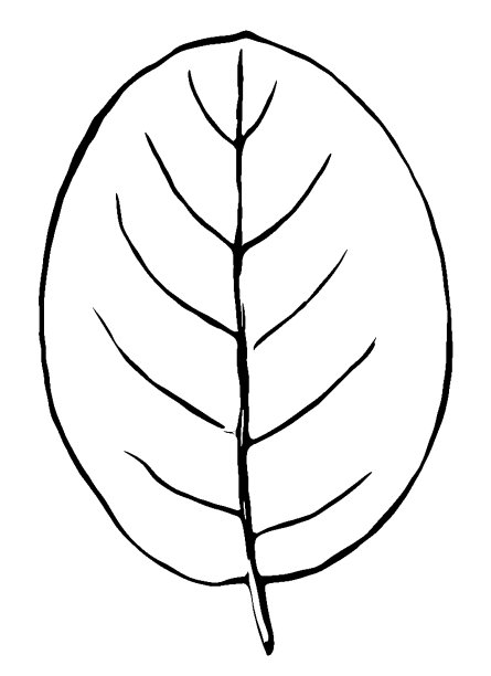 车轮棠tomentosa叶图片下载