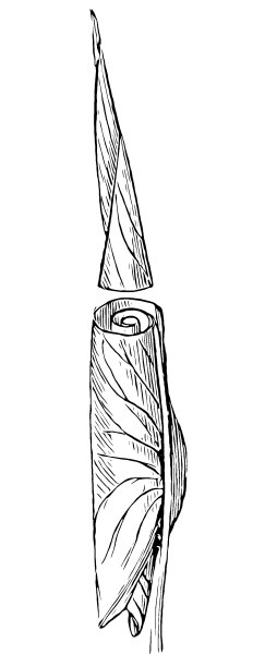 马蹄莲(俗称马蹄莲、魔芋)叶图片下载