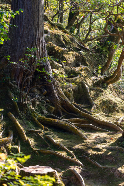 扭曲的老树根穿透覆盖苔藓的土地，傍晚阳光的侧光照亮了茂密森林中的景象，竖版照片图片下载