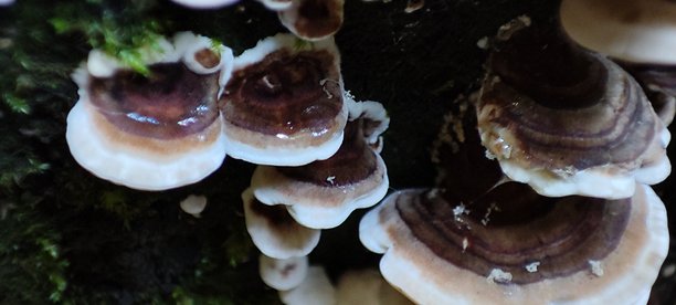 南威尔士英国森林中生长在树干上的托架真菌的微距摄影图片。图片下载