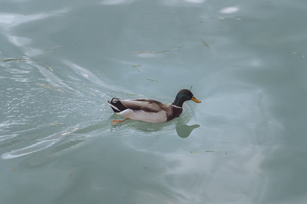 西尔米奥尼风景，加尔达湖，照片，意大利图片下载