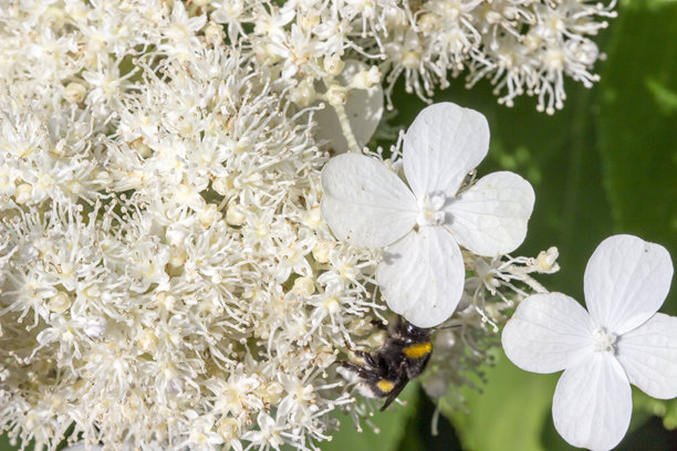 爬山虎绣球花。白色花朵在绿色背景上，带有高光和虚化效果。留有文字空间。色彩丰富的植物照片。特写。屏幕保护程序。野生动物照片。异叶绣球花。爬山虎绣球花。图片下载