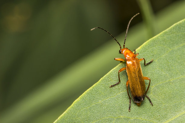 一只软体甲虫在色彩斑斓的背景上，带有高光和散景效果。留有文字空间。一张色彩丰富的昆虫特写照片。特写镜头。屏幕保护程序。虫子。士兵甲虫。灯甲科。灯甲亚目。电甲虫。火虫。图片下载