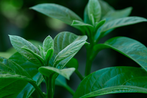 绿色年轻叶子的照片，背景是绿色的场景图片下载