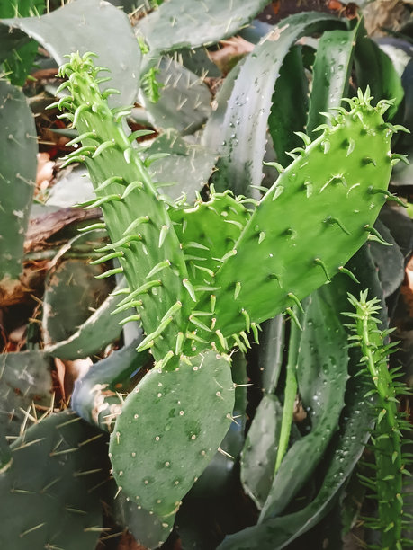 仙人掌近景。竖版照片。花园中的观赏性亚热带植物。图片下载