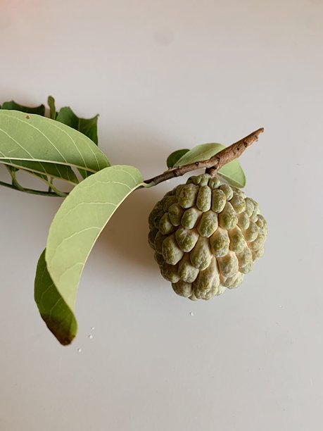 安娜那果，也称为糖苹果、甜果或奶油苹果，刚从树上切下，连同树枝和叶子，照片在室内自然光下拍摄，背景中性。图片下载