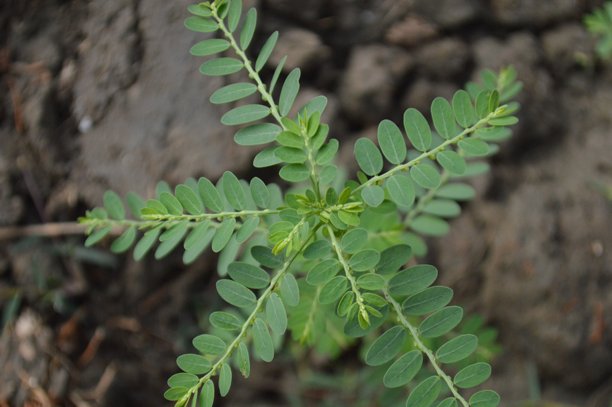 一张特写照片，描绘了一株小植物在干旱土壤中生长。图片下载