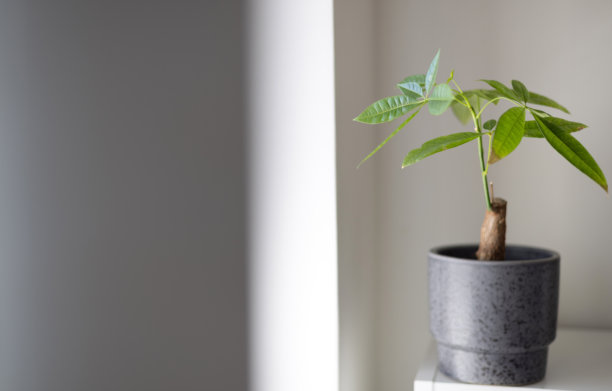 灰色花盆中的发财树放在窗边的架子上，窗帘拉着。特写镜头展示了叶子和茎的截面。温馨家居室内的氛围照片。图片下载