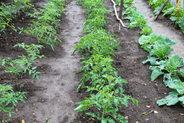 这张照片展示了一个新鲜的蔬菜园，整齐的行列中种植着年轻的番茄和卷心菜，生长在湿润的黑土中。健康的幼苗预示着未来的丰收，营造出一幅如画的农业风景。图片下载