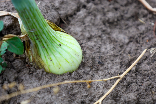 一个大型洋葱球茎与绿色叶子部分埋在干燥的土壤中，展示了它的生长过程。植物清晰的线条和自然的质感突显了它的新鲜感。这张图片传达了一种农业和自然收获的感觉。图片下载