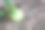 一个大型洋葱球茎与绿色叶子部分埋在干燥的土壤中，展示了它的生长过程。植物清晰的线条和自然的质感突显了它的新鲜感。这张图片传达了一种农业和自然收获的感觉。图片下载