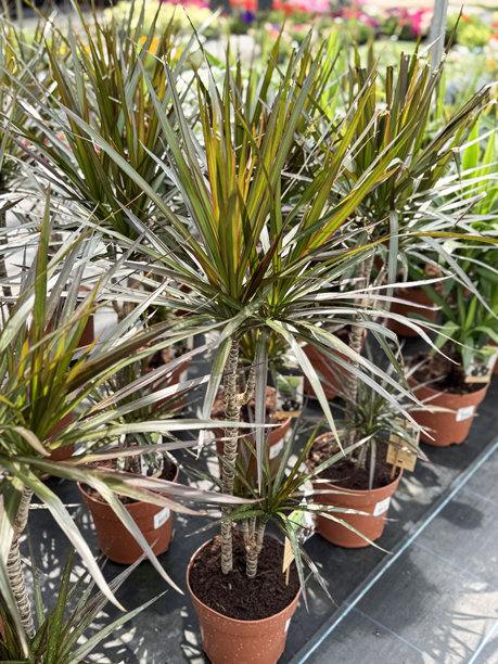 室内植物的图片，展示了斑驳的龙血树叶子，生机勃勃的活体植物生长在塑料花盆中。图片下载