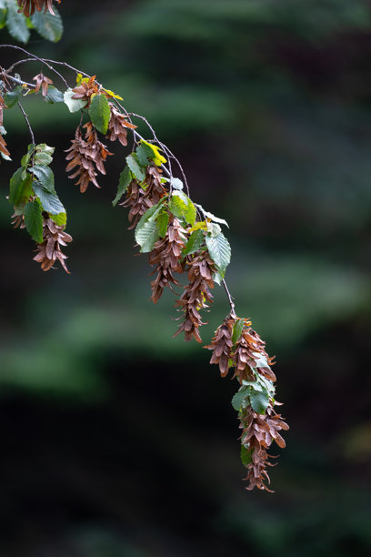 榉树枝：绿色叶子和成熟的翅果特写，背景为柔和的绿色 – 自然植物学库存照片图片下载