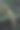 榉树枝：绿色叶子和成熟的翅果特写，背景为柔和的绿色 – 自然植物学库存照片图片下载