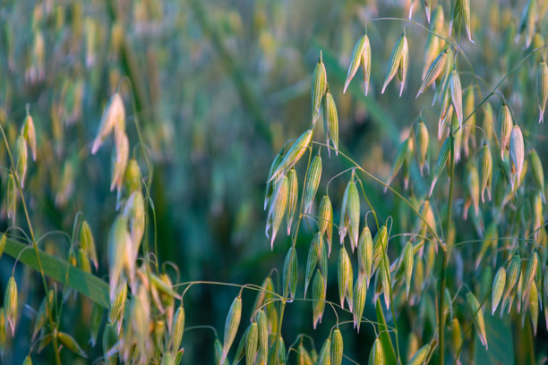 绿色燕麦的行列在风中摇曳，形成了一个动感而宁静的背景。这张图片突显了谷物田的自然美以及未来丰收的希望。图片下载
