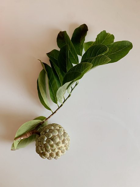 安娜纳果，亦称为糖苹果、甜苹果或奶油苹果，刚从树上切下，连同树枝和叶子，照片在自然光和中性背景下拍摄。图片下载