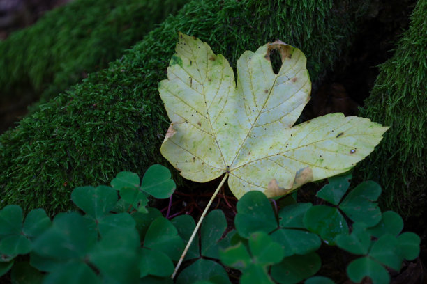 一片泛黄的枫叶静静地 resting 在鲜艳的绿色苔藓和三叶草叶子之间，形成了自然纹理和色彩的对比构图。这张照片展示了季节的变迁和森林细节的美。图片下载