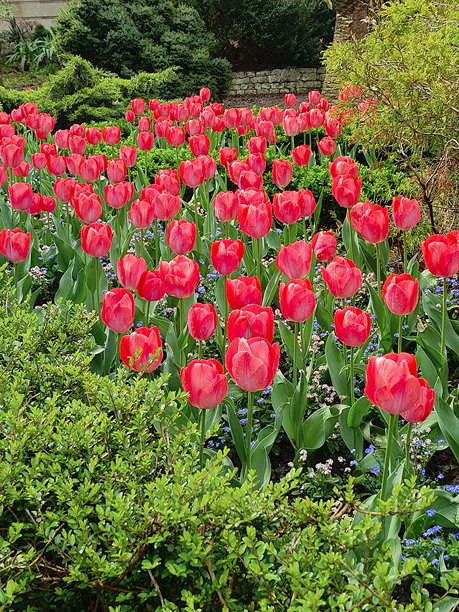 美丽的粉色郁金香在花园中盛开。特写，竖版照片。图片下载