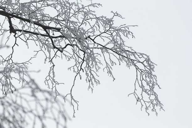 一张黑白照片，展示了一根装饰着雪的树枝图片下载