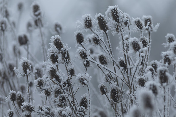 一张黑白照片，优雅地覆盖着雪的花田图片下载