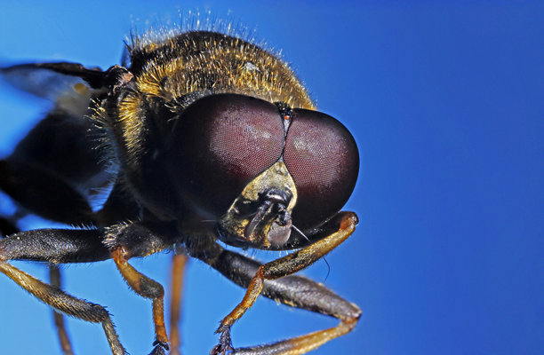 蓝色背景上的苍蝇头部。色彩丰富的昆虫微距照片。细致的照片。屏幕保护程序。留有文字空间。大眼睛。特写镜头。图片下载