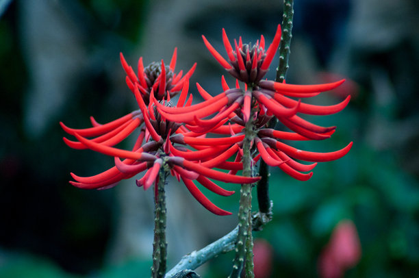 红色花朵的照片图片下载